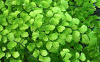 小清新绿色壁纸，小嫩芽，树叶，荷叶，草，养眼绿色植物壁纸图片组图1