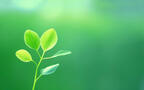 小清新绿色壁纸，小嫩芽，树叶，荷叶，草，养眼绿色植物壁纸图片组图2