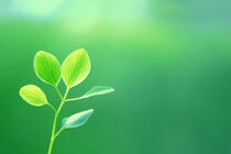 小清新绿色壁纸，小嫩芽，树叶，荷叶，草，养眼绿色植物壁纸图片
