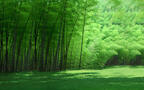 竹林，竹子，竹叶 壁纸 小清新，养眼，绿色，2024年4月日历桌面壁纸图片组图4