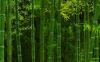 竹林，竹子，竹叶 壁纸 小清新，养眼，绿色，2024年4月日历桌面壁纸图片组图3