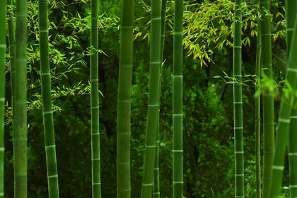 竹林，竹子，竹叶 壁纸 小清新，养眼，绿色，2024年4月日历桌面壁纸图片