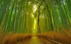 竹林，竹子，竹叶 壁纸 小清新，养眼，绿色，2024年4月日历桌面壁纸图片组图2