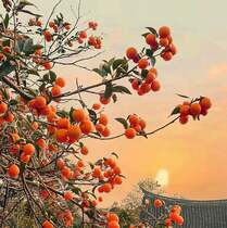 夕阳下，古城间，橘色的温柔 挂满枝头的成熟橘子唯美背景图片