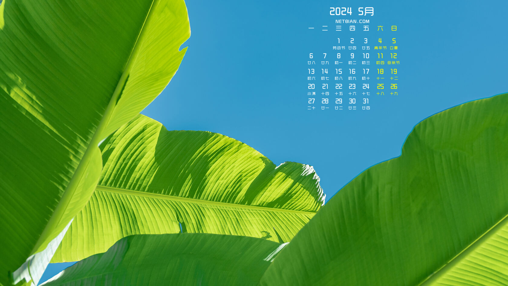 蓝天下的芭蕉叶小清新养眼日历壁纸图片，2024年5月唯美植物日历壁纸图片