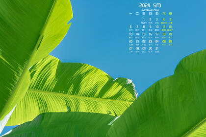 蓝天下的芭蕉叶小清新养眼日历壁纸图片，2024年5月唯美植物日历壁纸图片