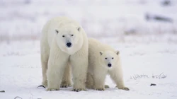 极地物种北极熊高清电脑壁纸组图（二）