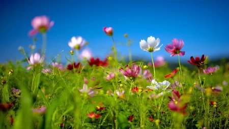 山丹丹开花红艳艳