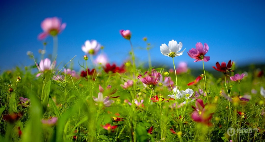 山丹丹开花红艳艳