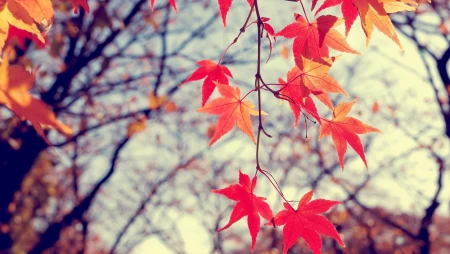 枫叶红于二月花
