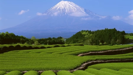 茶园风景图片