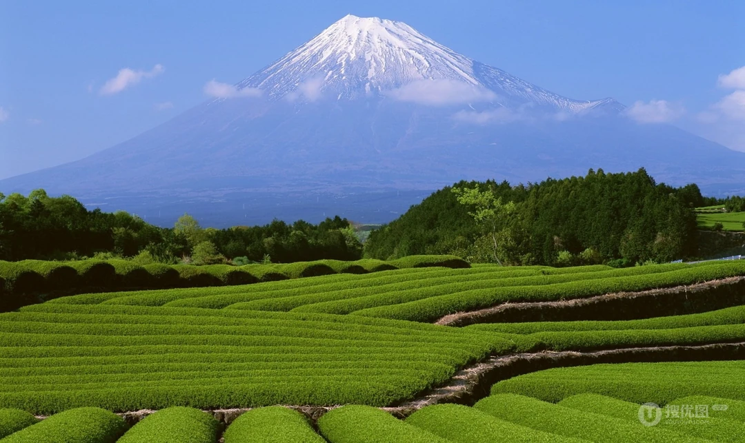 茶园风景图片