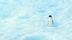 冰天雪地里的可爱小企鹅高清电脑壁纸图片