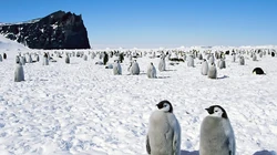 冰天雪地里的可爱小企鹅高清电脑壁纸图片