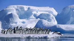 冰天雪地里的可爱小企鹅高清电脑壁纸图片