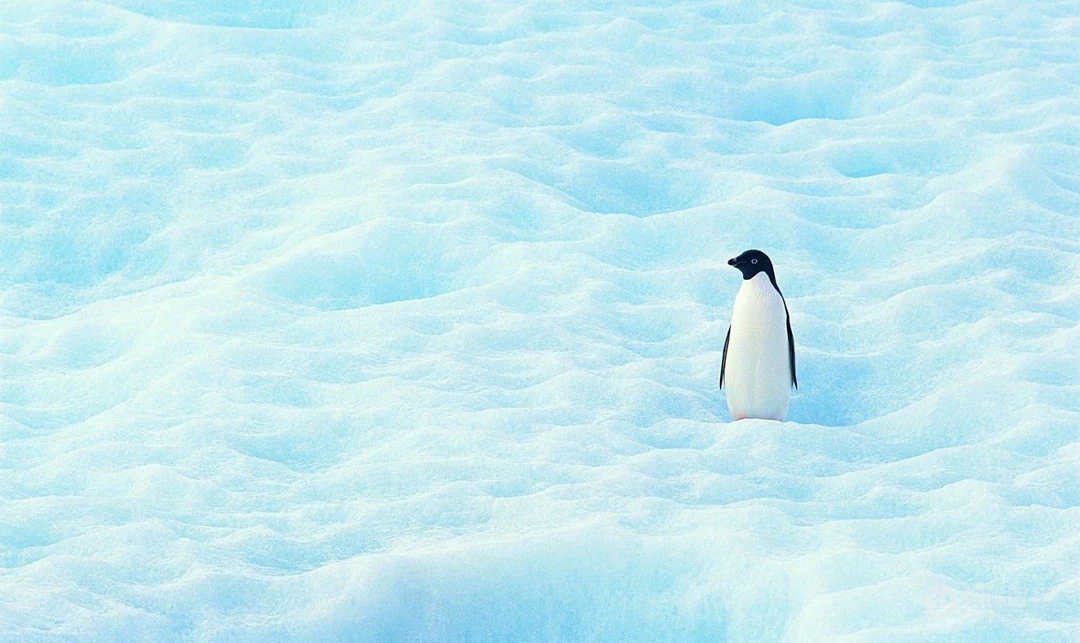 冰天雪地里的可爱小企鹅高清电脑壁纸图片