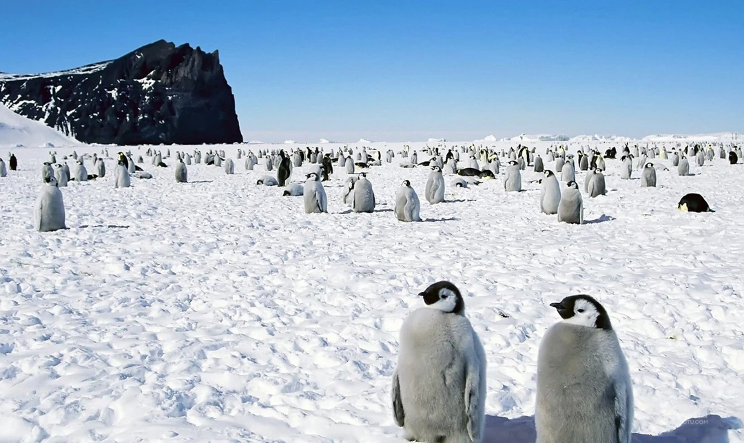冰天雪地里的可爱小企鹅高清电脑壁纸图片