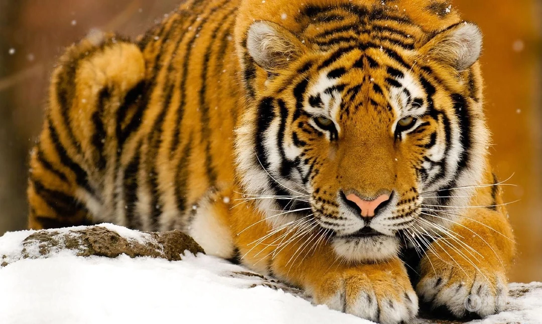 兽中之王之东北虎高清电脑壁纸组图