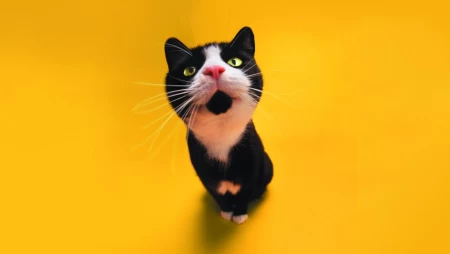 天然呆，怎么可以那么可爱-天然呆的猫咪高清壁纸套图