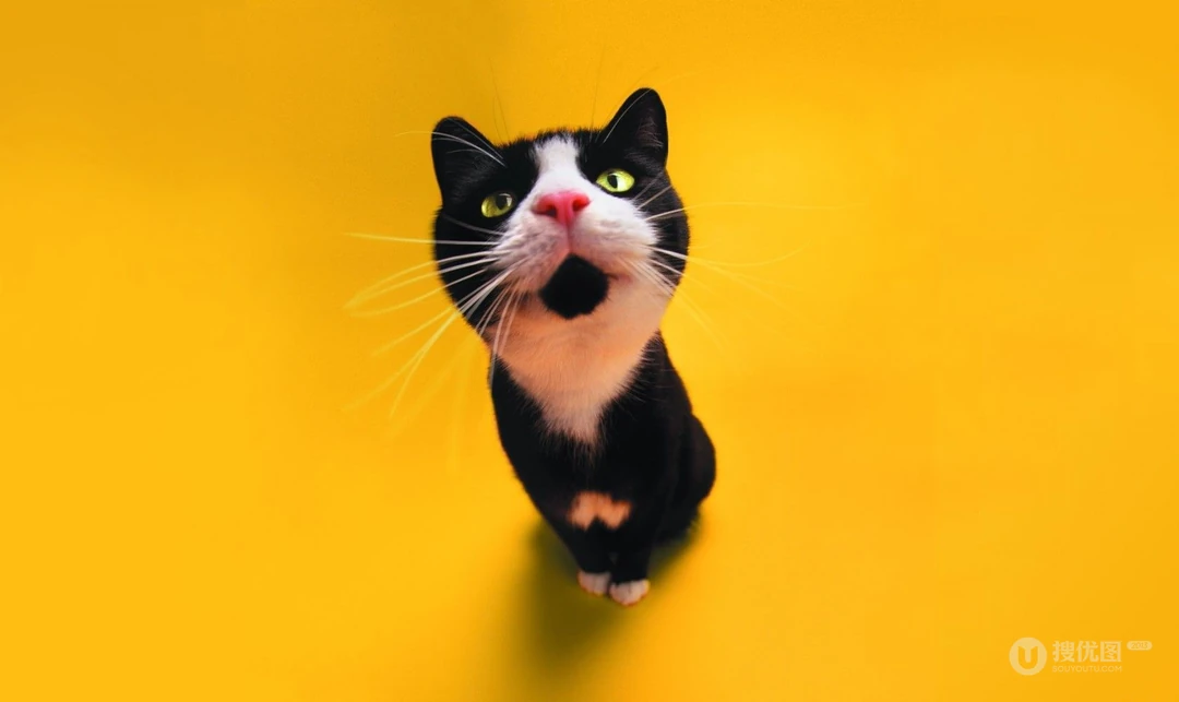 天然呆，怎么可以那么可爱-天然呆的猫咪高清壁纸套图