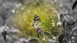 精美高清蝴蝶电脑壁纸图片（组图）
