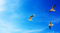 海鸥_和人类相处和谐的鸟类