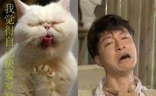 动物人类两界咆哮帝PK