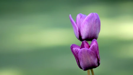 静态中的花儿
