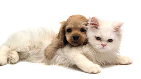 喵咪可爱的图片_可爱多多有木有（16P）