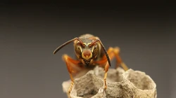 昆虫黄蜂高清壁纸下载