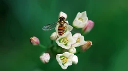 昆虫黄蜂高清壁纸下载