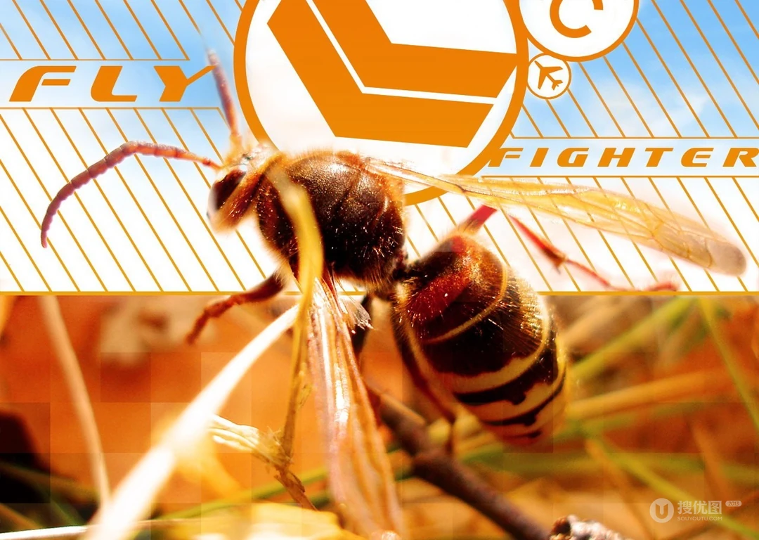 昆虫黄蜂高清壁纸下载