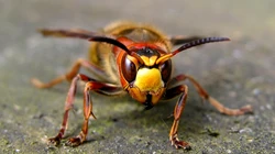 昆虫黄蜂高清壁纸下载