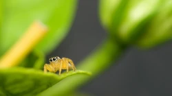 蜘蛛_昆虫蜘蛛的一组电脑壁纸