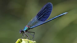 蜻蜓_蜻蜓图片（12张）