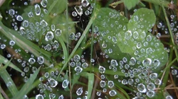 水滴下的蜘蛛网优美图片（17P）