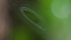 水滴下的蜘蛛网优美图片（17P）