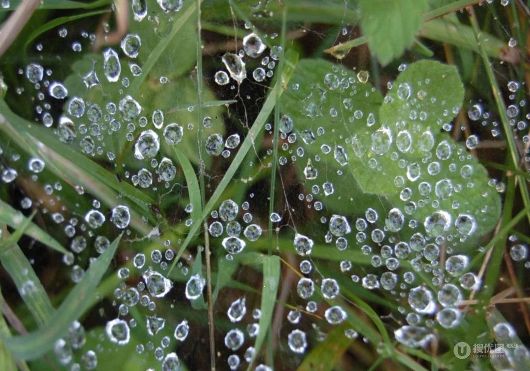水滴下的蜘蛛网优美图片（17P）