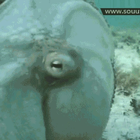 海洋生物的自我伪装