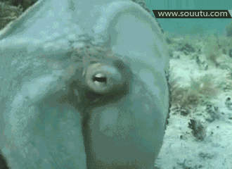 海洋生物的自我伪装