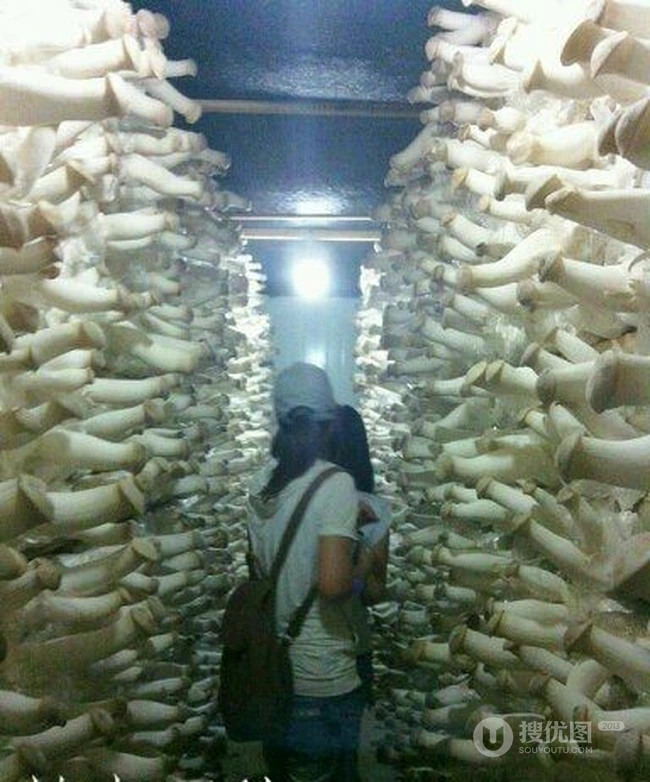 2个妹子穿过蘑菇种植基地。