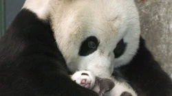 可爱大熊猫1600*1200像素电脑桌面壁纸图片(10p)