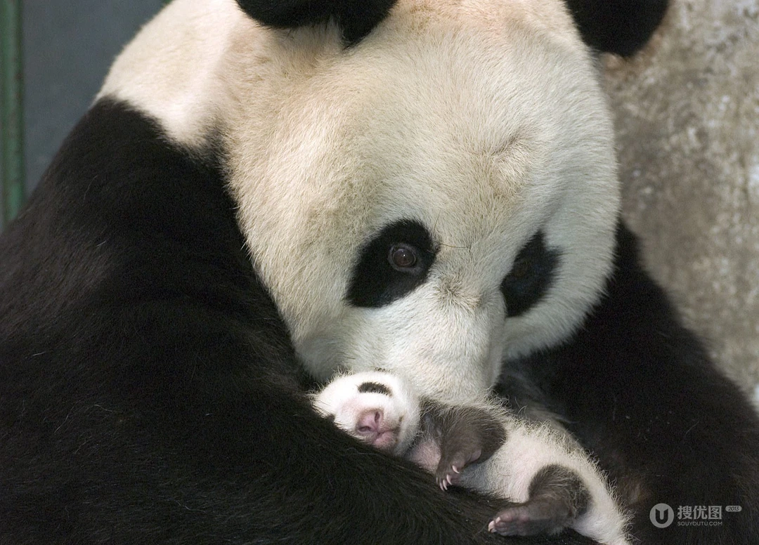 可爱大熊猫1600*1200像素电脑桌面壁纸图片(10p)