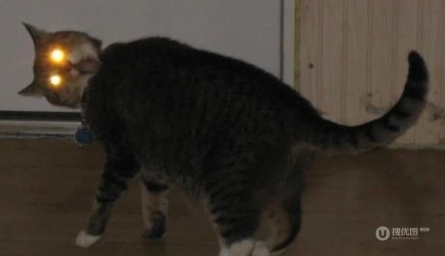 黄金闪光猫眼