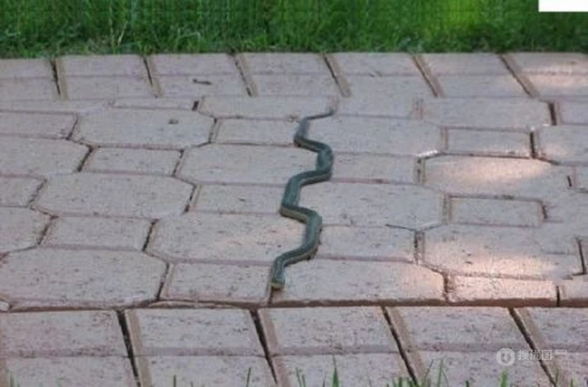 蛇有蛇路