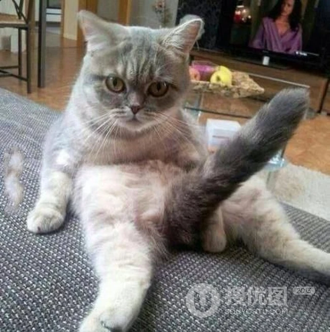 童子猫