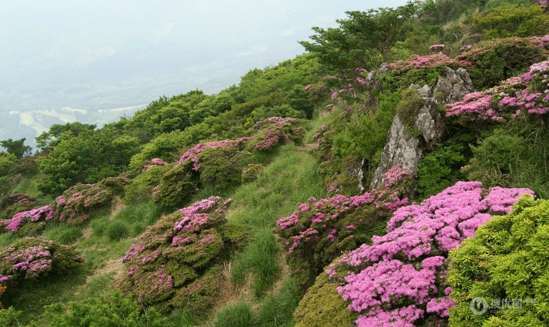 近距离下的野花飘香优美图片