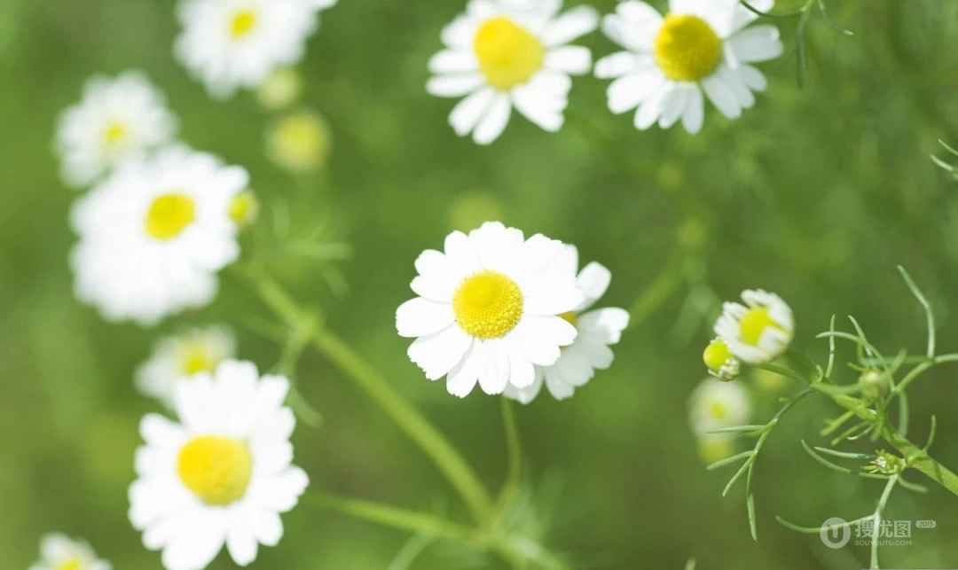 近距离下的野花飘香优美图片