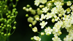 近距离下的野花飘香优美图片