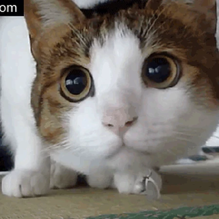 好萌的猫